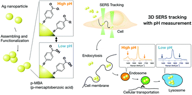 Graphical abstract: Dynamic pH measurements of intracellular pathways using nano-plasmonic assemblies