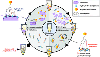 Graphical abstract: Tryptamine-functionalized magnetic nanoparticles for highly sensitive detection of Salmonella typhimurium