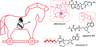 Graphical abstract: Natural Trojan horse inhibitors of aminoacyl-tRNA synthetases