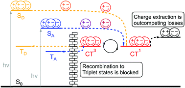 Graphical abstract: On the absence of triplet exciton loss pathways in non-fullerene acceptor based organic solar cells