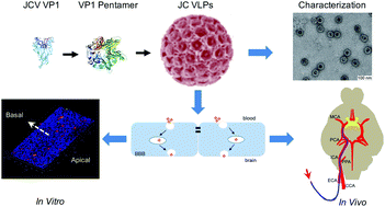 Graphical abstract: Trafficking of JC virus-like particles across the blood–brain barrier