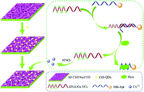 Graphical abstract: Ultrasensitive photoelectrochemical sensor enabled by a target-induced signal quencher release strategy