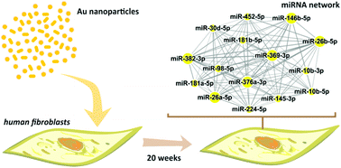 Graphical abstract: Network-based analysis implies critical roles of microRNAs in the long-term cellular responses to gold nanoparticles