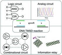 Graphical abstract: Information processing based on DNA toehold-mediated strand displacement (TMSD) reaction