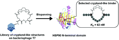 Graphical abstract: A medium-firm drug-candidate library of cryptand-like structures on T7 phage: design and selection of a strong binder for Hsp90