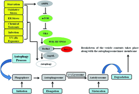 Graphical abstract: Integrating DNA damage response and autophagy signalling axis in ultraviolet-B induced skin photo-damage: a positive association in protecting cells against genotoxic stress