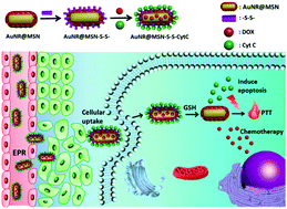 Graphical abstract: A nanoplatform based on mesoporous silica-coated gold nanorods for cancer triplex therapy