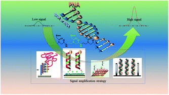 Graphical abstract: Application strategies of peptide nucleic acids toward electrochemical nucleic acid sensors