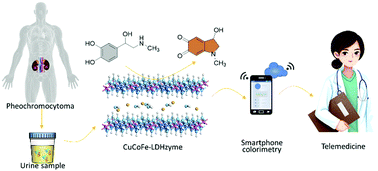 Graphical abstract: CuCoFe Layered double hydroxides as laccase mimicking nanozymes for colorimetric detection of pheochromocytoma biomarkers