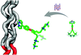 Graphical abstract: Molecular rotors as reporters for viscosity of solutions of collagen like peptides