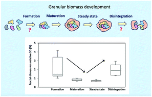 Graphical abstract: Monitoring the stability of aerobic granular sludge using fractal dimension analysis