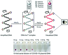 Graphical abstract: Ultraviolet-induced in situ gold nanoparticles for point-of-care testing of infectious diseases in loop-mediated isothermal amplification