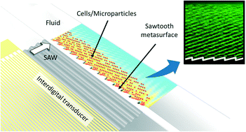 Graphical abstract: Microfluidic acoustic sawtooth metasurfaces for patterning and separation using traveling surface acoustic waves