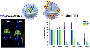 Graphical abstract: Core vs. surface labelling of mesoporous silica nanoparticles: advancing the understanding of nanoparticle fate and design of labelling strategies