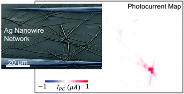 Graphical abstract: Plasmon-enhanced photoresponse of single silver nanowires and their network devices