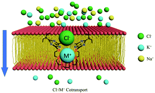 Graphical abstract: Cation-chloride cotransport mediated by an ion pair transporter