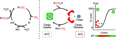 Graphical abstract: Dissipative operation of pH-responsive DNA-based nanodevices