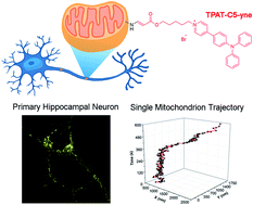 Graphical abstract: Precise and long-term tracking of mitochondria in neurons using a bioconjugatable and photostable AIE luminogen