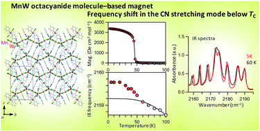 Graphical abstract: Observation of the correlation between the phonon frequency and long-range magnetic ordering on a MnW octacyanide molecule-based magnet