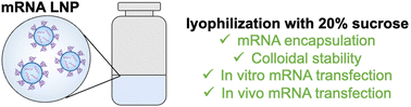 Graphical abstract: Successful batch and continuous lyophilization of mRNA LNP formulations depend on cryoprotectants and ionizable lipids