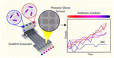 Graphical abstract: A 3D-printed microfluidic gradient generator with integrated photonic silicon sensors for rapid antimicrobial susceptibility testing