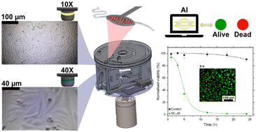 Graphical abstract: Moving perfusion culture and live-cell imaging from lab to disc: proof of concept toxicity assay with AI-based image analysis