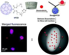 Graphical abstract: C60-β-cyclodextrin conjugates for enhanced nucleus delivery of doxorubicin