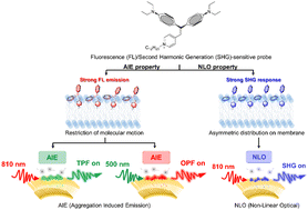 Graphical abstract: AIEgens for dual second harmonic generation and fluorescence “turn-on” imaging of membrane and photodynamic therapy in cancer cells