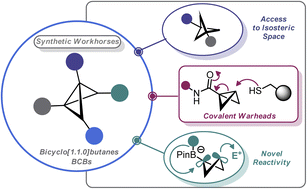 Graphical abstract: Bicyclobutanes: from curiosities to versatile reagents and covalent warheads