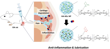 Graphical abstract: Nitric oxide-scavenging hyaluronic acid nanoparticles for osteoarthritis treatment