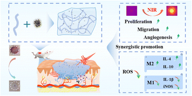 Graphical abstract: Wound microenvironment regulatory poly(l-glutamic acid) composite hydrogels containing metal ion-coordinated nanoparticles for effective hemostasis and wound healing