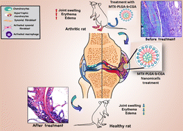 Graphical abstract: A chlorogenic acid-conjugated nanomicelle attenuates disease severity in experimental arthritis