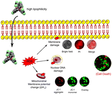 Graphical abstract: Transferrin-inspired iron delivery across the cell membrane using [(L2Fe)2(μ-O)] (L = chlorquinaldol) to harness anticancer activity of ferroptosis