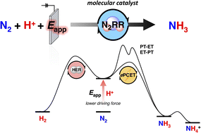 Graphical abstract: Advancing electrocatalytic nitrogen fixation: insights from molecular systems