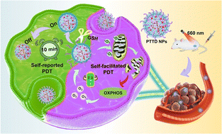 Graphical abstract: Self-reported and self-facilitated theranostic oxygen nano-economizer for precise and hypoxia alleviation-potentiated photodynamic therapy