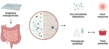Graphical abstract: The gut microbiome meets nanomaterials: exposure and interplay with graphene nanoparticles