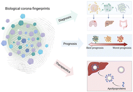 Graphical abstract: Significance and implications of nanoparticle–biological corona fingerprints in diagnosis, prognosis, and therapeutics for diverse disorders