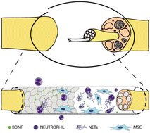 Graphical abstract: Interaction of graphene and WS2 with neutrophils and mesenchymal stem cells: implications for peripheral nerve regeneration
