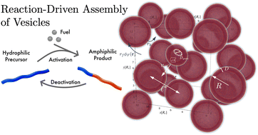 Graphical abstract: Reaction-driven assembly: controlling changes in membrane topology by reaction cycles