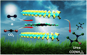 Graphical abstract: Dual metal site-mediated efficient C–N coupling toward electrochemical urea synthesis