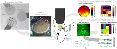 Graphical abstract: Validation of transparent and flexible neural implants for simultaneous electrophysiology, functional imaging, and optogenetics