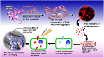 Graphical abstract: A robust yet simple method to generate fluorescent amyloid nanofibers