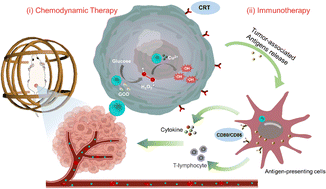 Graphical abstract: Cascade catalysis-coordinated nanorobots toward synergistic cancer chemoimmunotherapy