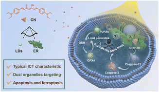 Graphical abstract: A dual organelle-targeting photosensitizer based on curcumin for enhanced photodynamic therapy