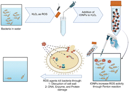 Graphical abstract: Synergistic effects of iron oxide nanoparticles and hydrogen peroxide in inhibiting Pseudomonas aeruginosa growth to combat bacterial contamination in water recovery systems
