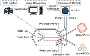 Graphical abstract: An integrated microfluidic device for sorting of tumor organoids using image recognition