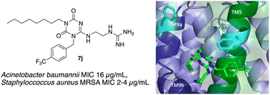 Graphical abstract: Antimicrobial triazinedione inhibitors of the translocase MraY–protein E interaction site: synergistic effects with bacitracin imply a new mechanism of action