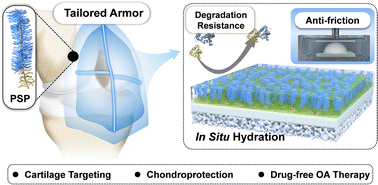 Graphical abstract: Inspired by lubricin: a tailored cartilage-armor with durable lubricity and autophagy-activated antioxidation for targeted therapy of osteoarthritis