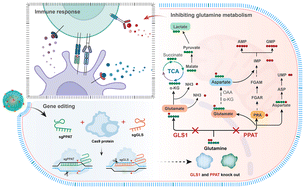 Graphical abstract: Targeting delivery of CRISPR systems into tumours to edit glutamine metabolism for cancer therapy by DPA-Zn-modified nanoparticles