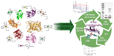 Graphical abstract: Investigation of metallodrug/protein interaction by X-ray crystallography and complementary biophysical techniques